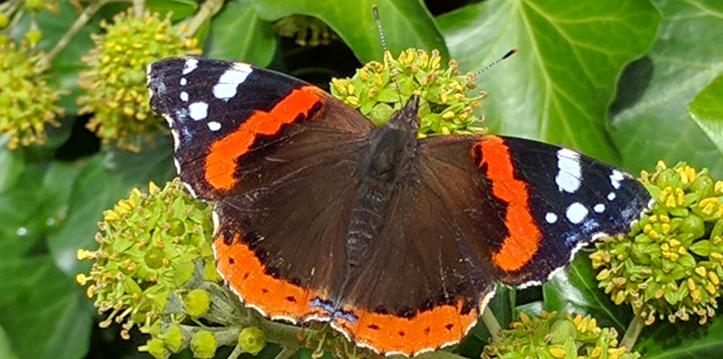 Butterfly by Olivier DASINI